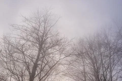 Bare trees on a misty day Stock Photos