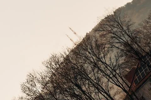 Bare trees on a misty hillside Stock Photos