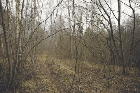 Bare trees mixed forest, and last year's yellow grass Stock Photos