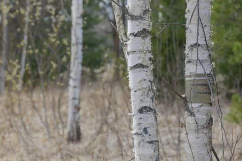 Bare trees mixed forest, and last year's yellow grass Stock Photos