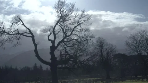 Bare trees with moody clouds 2 Stock Footage 71391209
