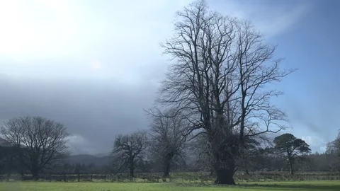 Bare trees with moody clouds Stock Footage 71391230