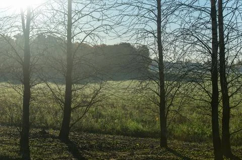 Bare trees with morning sunlight in background Stock Photos