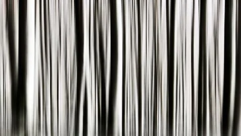 Bare trees with motion blur effect Stock Photos