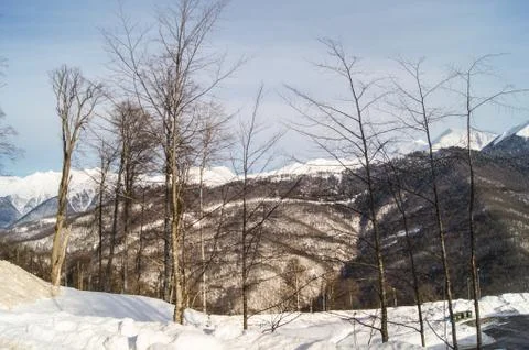 Bare trees in the mountains. Foto stock