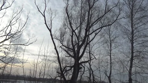Bare trees, movement 스톡 동영상 104008123