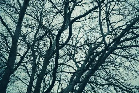 Bare trees over cloudy sky. Monochrome Stock Photos