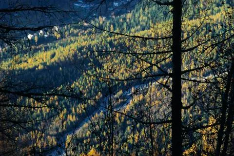 Bare trees overlooking valley Stock Photos