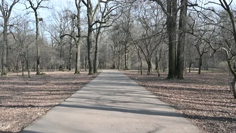 Bare trees in the park in spring season Vídeo Stock 147214141