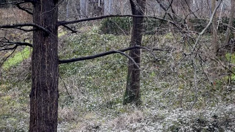 Bare trees in a park under rain Stock Footage 102369439