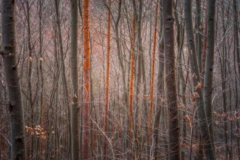 Bare trees Stock Photos