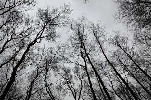 Bare trees Stock Photos