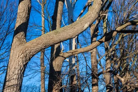Bare trees Foto stock