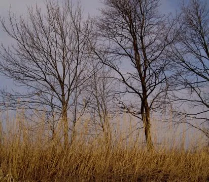 Bare trees Stock Photos