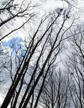 Bare trees Stock Photos