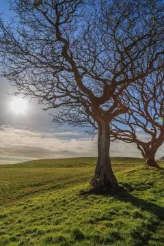 Bare Trees Stock Photos