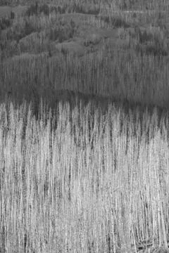 Bare Trees Foto stock