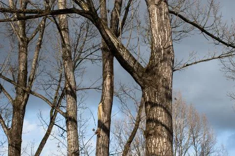 Bare Trees Stock Photos