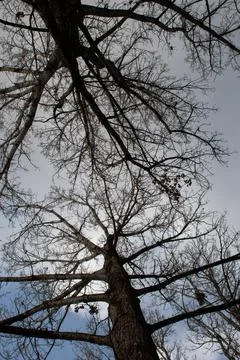 Bare Trees Stock Photos