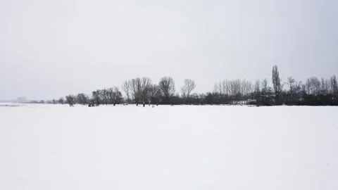 Bare trees on a plain land covered in snow in January Stock Footage 263358095