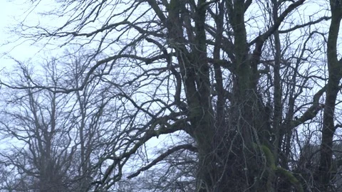 Bare trees in the rain 2 Stock-Footage 71390893