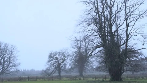 Bare trees in the rain 3 Stock-Footage 71390503