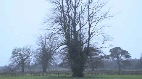 Bare trees in the rain 4 Stock Footage 71390078