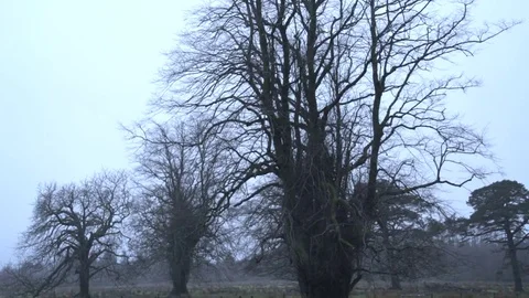 Bare trees in the rain Stock-Footage 71390453