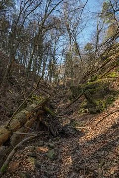 Bare Trees in a Ravine Stock Photos