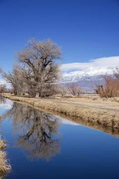 Bare Trees Reflected In Canal Stock Photos