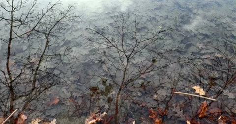 Bare trees reflected on the lake water backdrop full of fallen dry leaves Stock-Footage 146995043