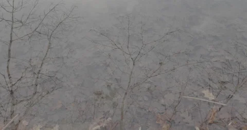 Bare trees reflected on the lake water backdrop full of fallen dry leaves Stock-Footage 146995438