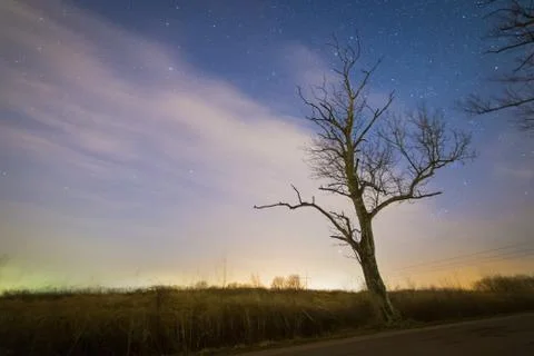 Bare trees on the road. Starry sky on the background Stock Photos