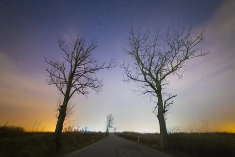 Bare trees on the road. Starry sky on the background Stock Photos