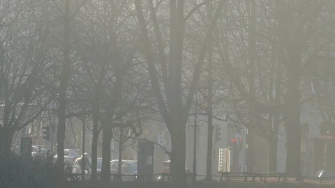 Bare trees with road in winter with morning fog, Bremen, Germany Stock Footage 123997948