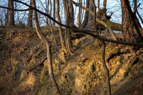Bare trees on a rocky forest hillside Stock Photos