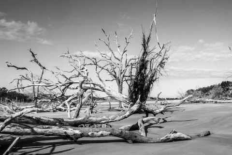 Bare trees in the sand Stock Photos
