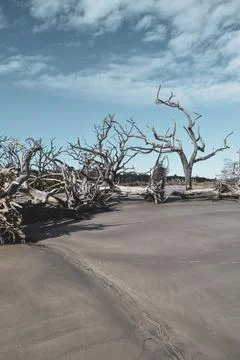 Bare trees on the sand Stock Photos
