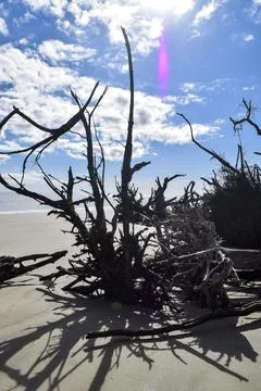 Bare trees in sand Stock Photos