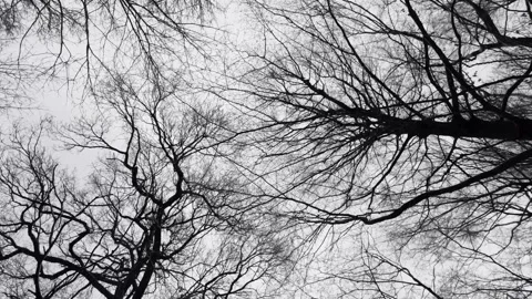 Bare trees seen from below on a cold winter day, wide spinning shot 스톡 동영상 148314293