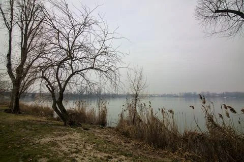 Bare trees by the shore of a lake on a misty day in winter Stock Photos