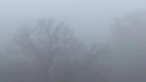 Bare trees shrouded in extremely dense winter fog Stock Footage 335943132