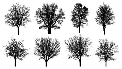 Bare trees silhouette, set. Beautiful leafless trees.  Vector illustration Illustrazione stock