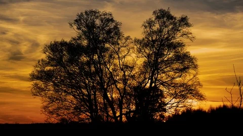 Bare trees silhouetted against colourful sunset and dramatic clouds Video stock 74457781