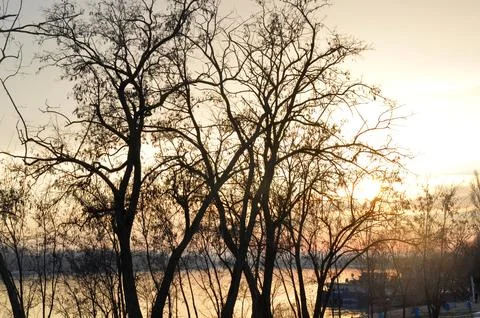 Bare trees silhouetted at sunset over calm water Stockfoto's