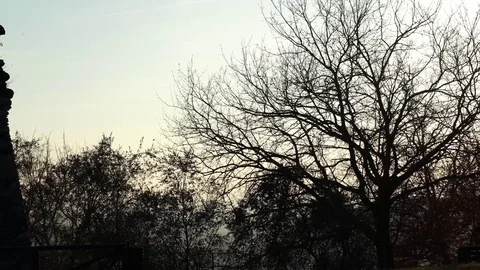 Bare trees silhouettes, 4K 스톡 동영상 72027445