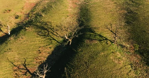 Bare trees on a slope Stock Footage 335065526