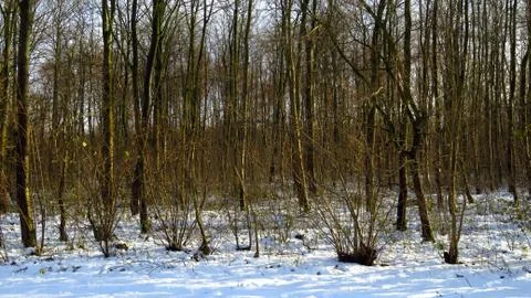 Bare Trees in Snow Covered Forest Stock Photos