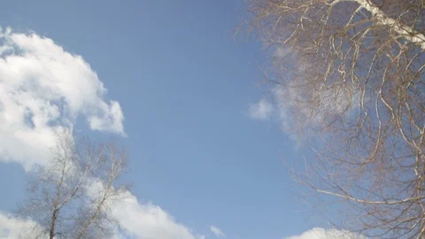 Bare trees on a snowy landscape during winter Stock Footage 99056286