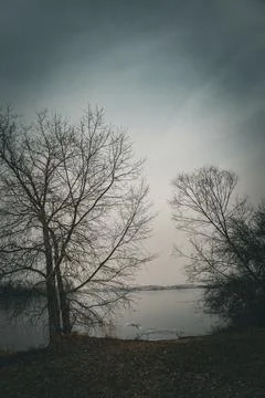 Bare trees stand beside a calm, partially frozen lake under a muted, overcast Stock Photos